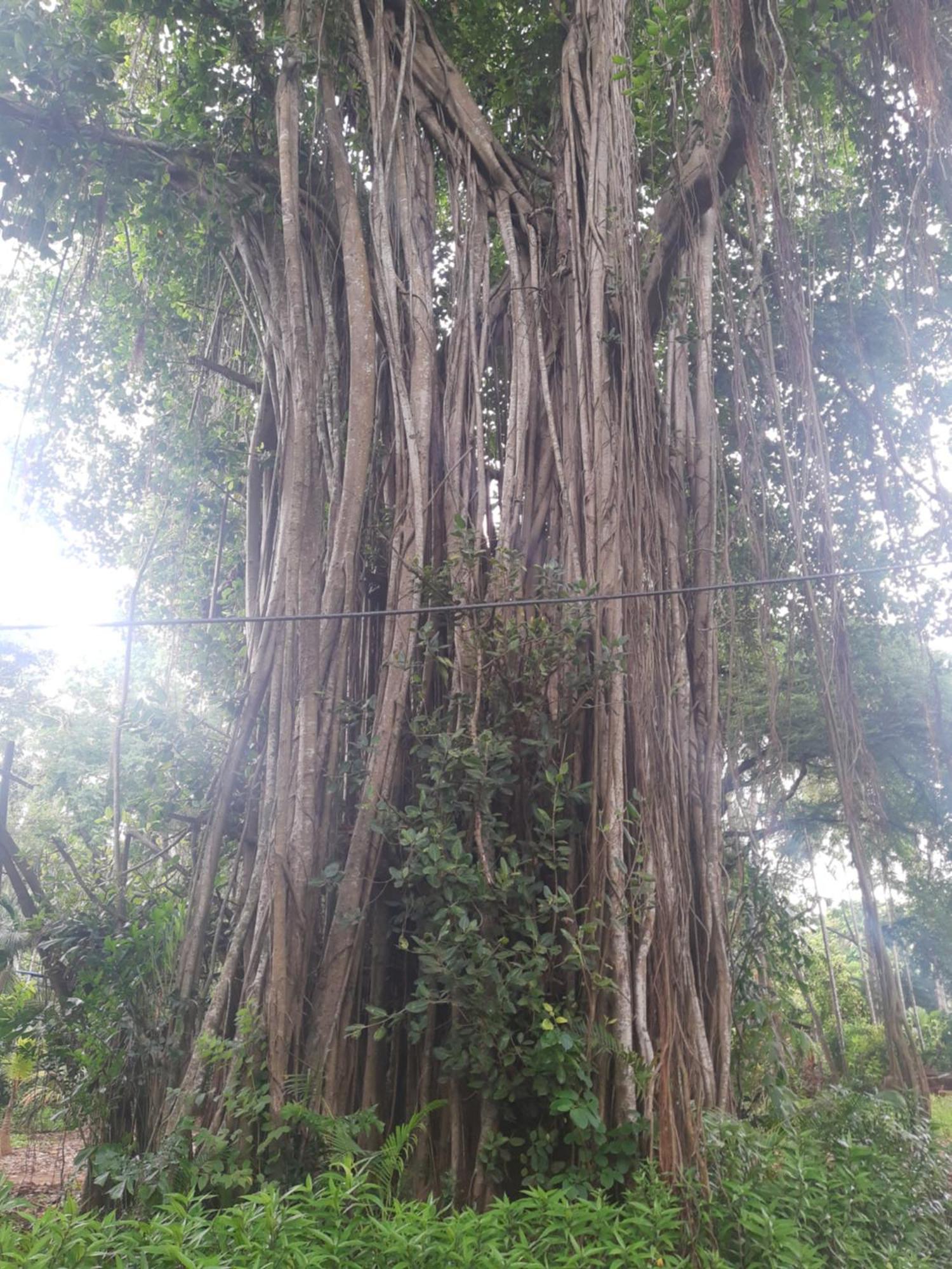 Banyan House - Luxurious 4 Bedroom Villa On One Acre, Near The Beach Nagaon  Esterno foto